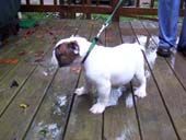 2003 - Olga as a Puppy